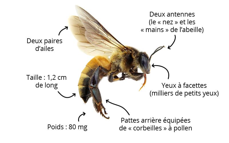 Fiches animaux - L'abeille
