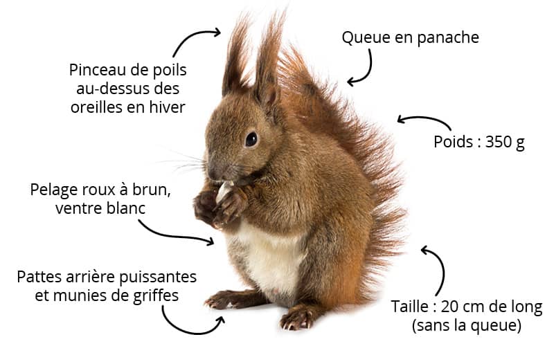 Présentation générale de l'écureuil roux, Écureuil roux