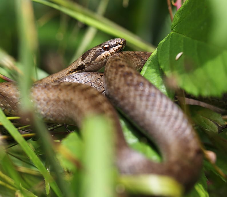 La mue du serpent