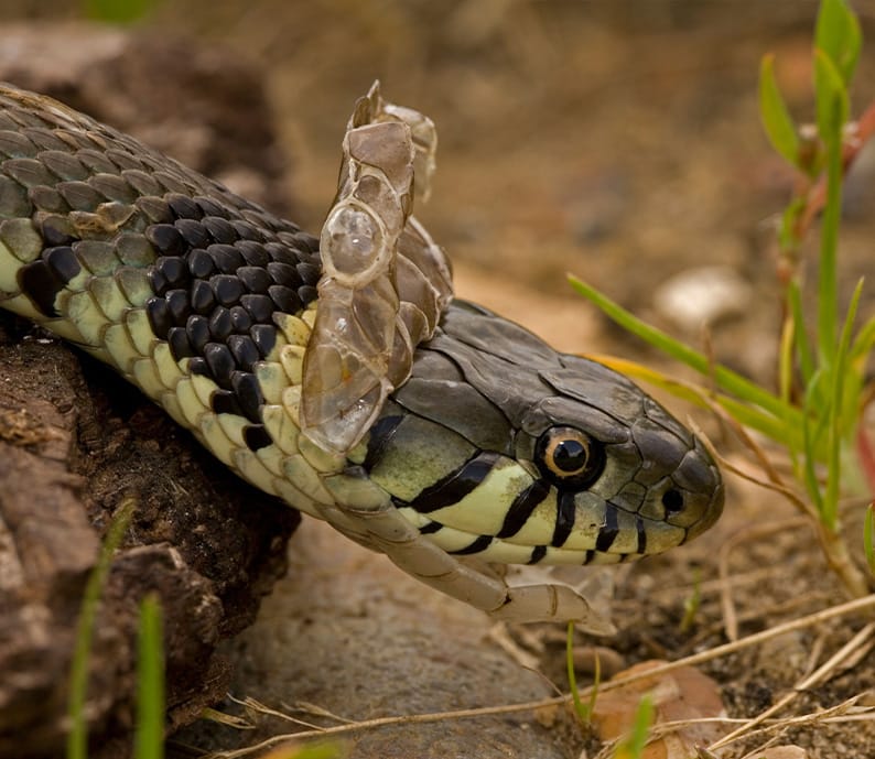 La mue du serpent