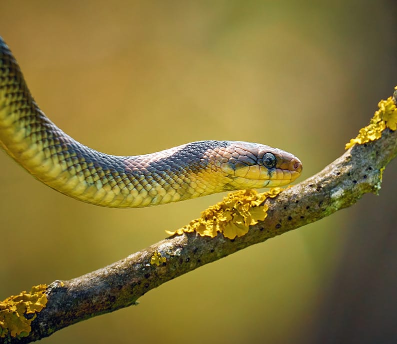 La mue du serpent