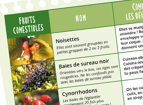 Ta fiche balade : les fruits de la haie